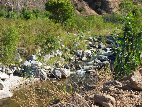 2003 Ford Crown Victoria - clear stream winds among boulders and thick vegetation in a sunlit canyon bottom.
