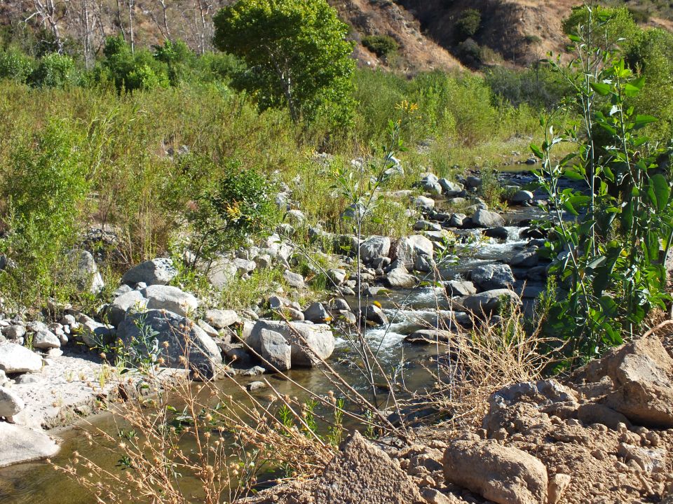 Rocky creek flowing through dense green brush in a sunlit canyon wash