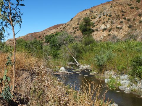 2003 Ford Crown Victoria - Water trickles over a rocky bed near tall grass and a young tree at the canyon edge.
