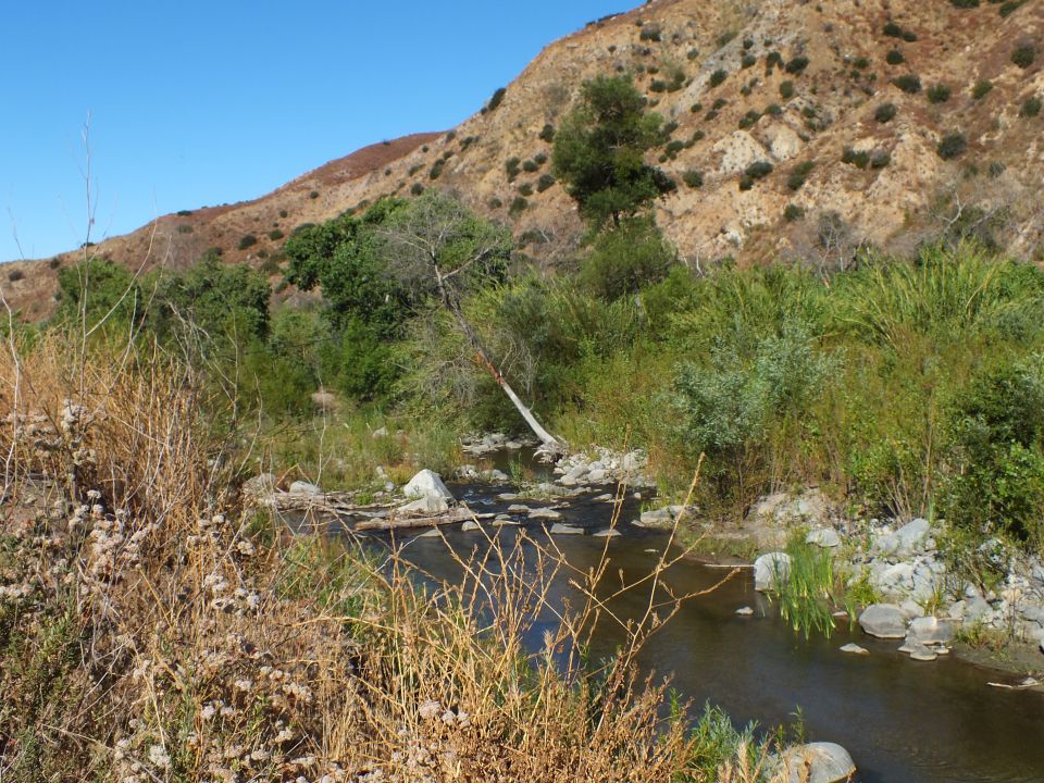 Creek bed lined with green willows and dry brush beneath a tan chaparral ridge