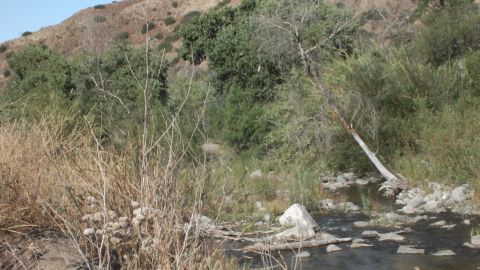 2003 Ford Crown Victoria - pale leaning trunk rises over reeds and rocks at the edge of canyon water.