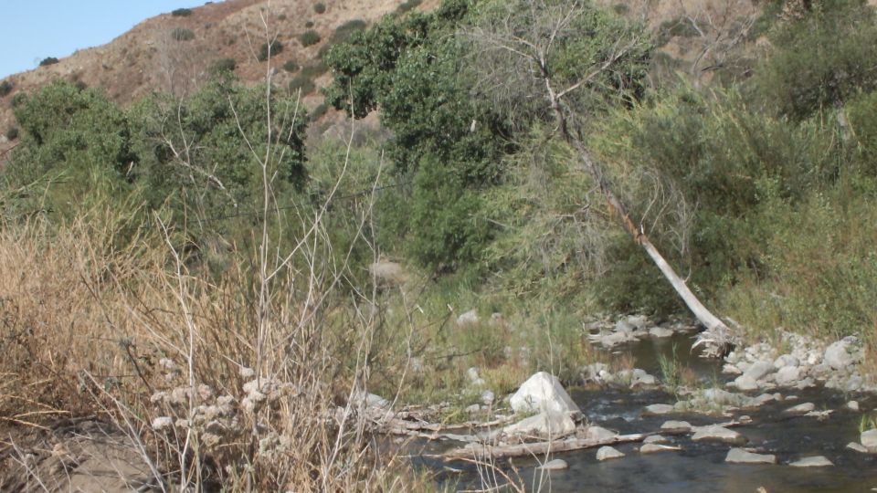 Canyon hillside with willows, dry weeds and a leaning bare tree above a rocky stream