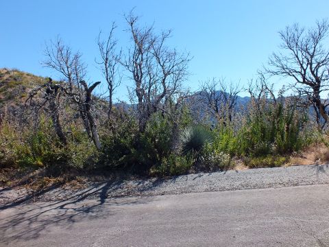 2003 Ford Crown Victoria - Charred bare trees and recovering shrubs line a paved road above a hazy valley.
