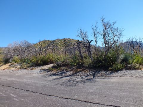 2003 Ford Crown Victoria - Cracked asphalt edge meets fire-scarred trees and scrub under a clear sky.