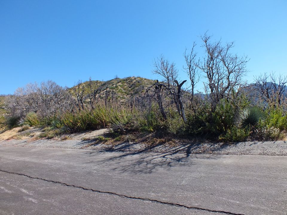 Paved road shoulder with dry brush, yucca and bare trees below a green hill ridge