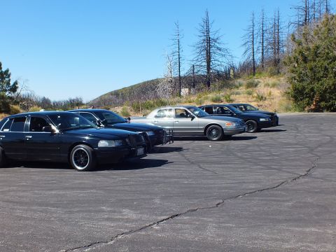 2003 Ford Crown Victoria - Blacked-out Town Car at front of sedan lineup with silver and black cars behind, dead trees