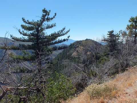 2003 Ford Crown Victoria - Scenic view of forested canyon slopes and distant peaks from a dry hilltop