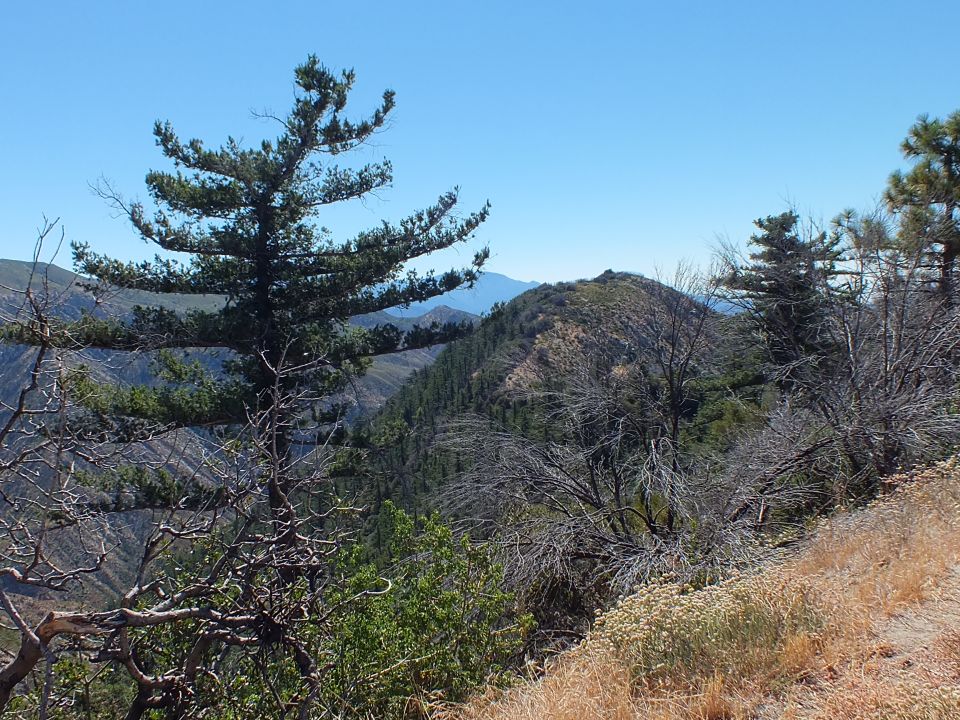 Pine trees and brushy mountain ridges under a clear blue sky at a high overlook