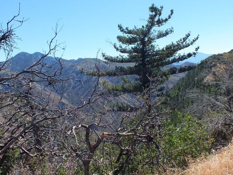 2003 Ford Crown Victoria - Rugged forested ridgeline and deep canyon seen from a dry brushy overlook