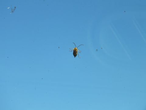 2003 Ford Crown Victoria - small yellow beetle clings to a windshield with clear blue sky in the background
