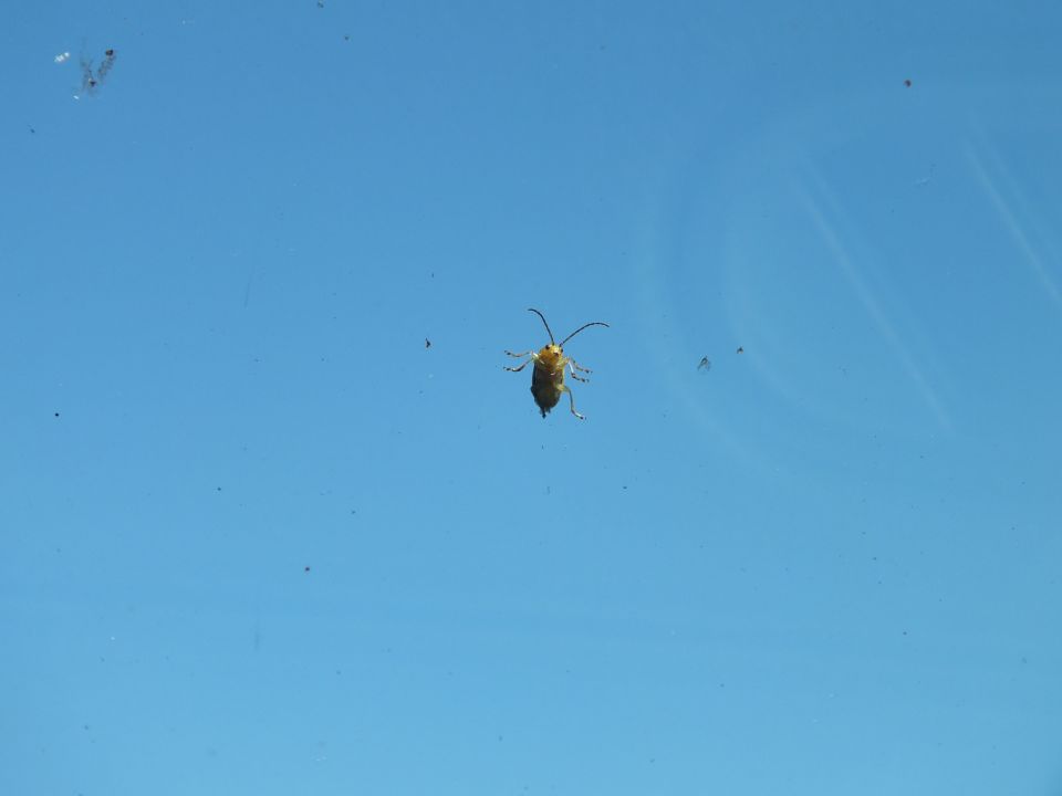 Yellow beetle insect on car windshield glass against bright blue sky