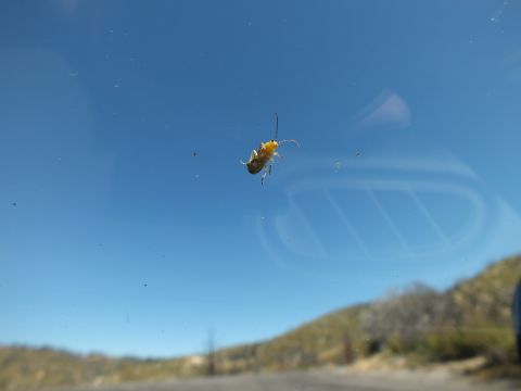 2003 Ford Crown Victoria - Close shot of a yellow insect on glass, mountains and road faintly visible below