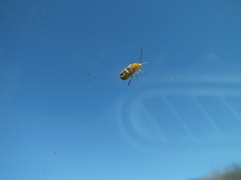 2003 Ford Crown Victoria - yellow beetle with long antennae rests on car glass, blue sky filling the frame