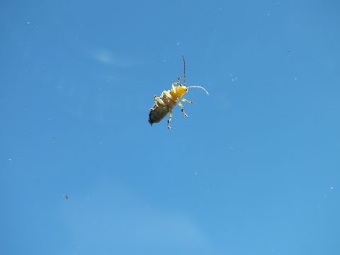 2003 Ford Crown Victoria - single yellow beetle viewed against a smooth blue backdrop on car glass