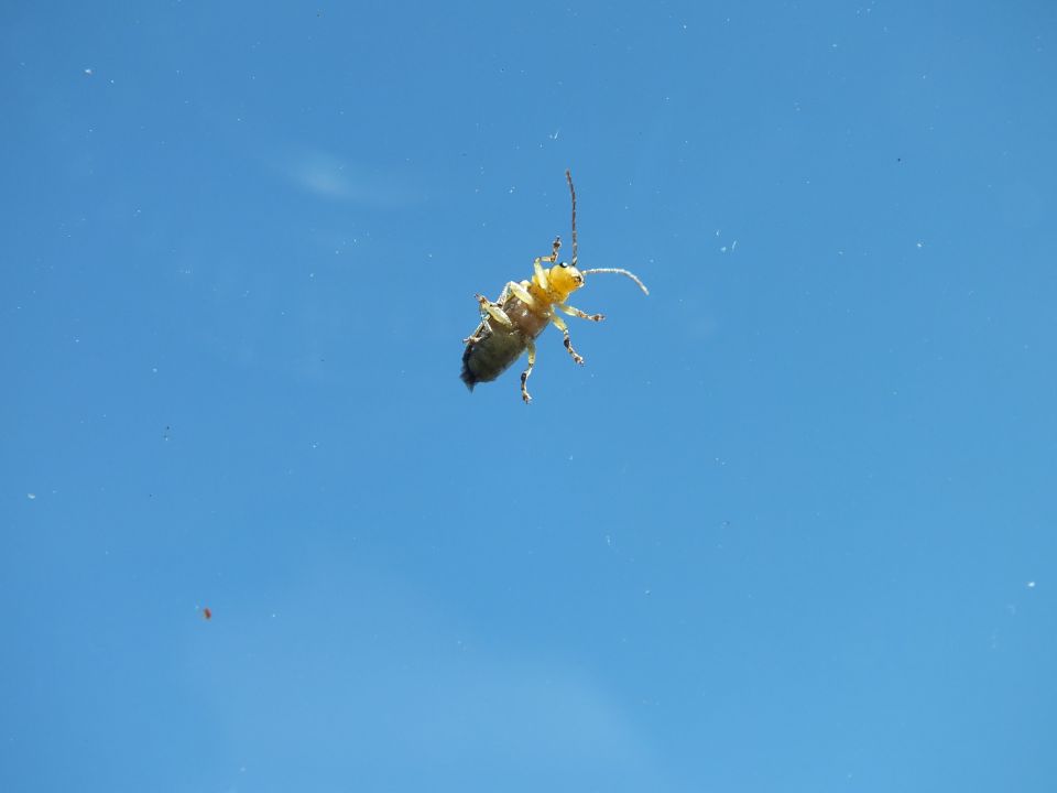 Yellow beetle insect on glass surface against pale blue background