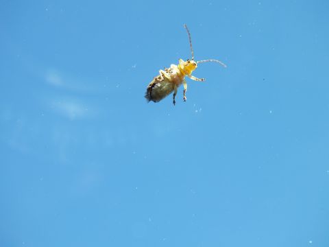 2003 Ford Crown Victoria - Yellow long-antennaed beetle clinging to glass with a plain blue field behind it