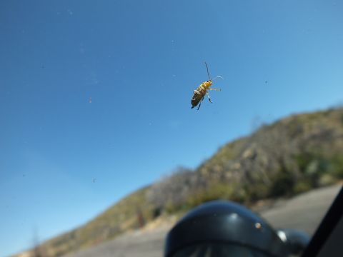 2003 Ford Crown Victoria - Yellow insect on glass framed against blue sky over a brushy hill and roadway