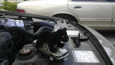 2000 Mercury Grand Marquis - A toy car with a stuffed panther is placed on the engine of a beige 2000 Mercury Grand Marquis.