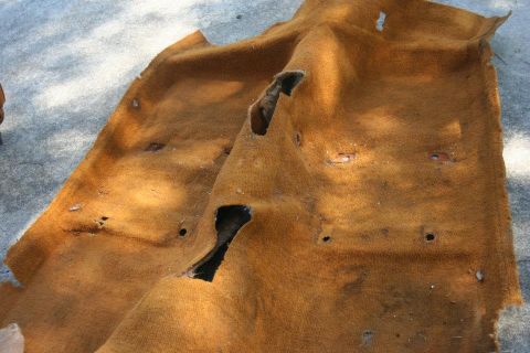 1980 Ford Mustang - Brown carpet with tears and holes, likely from a vehicle interior.
