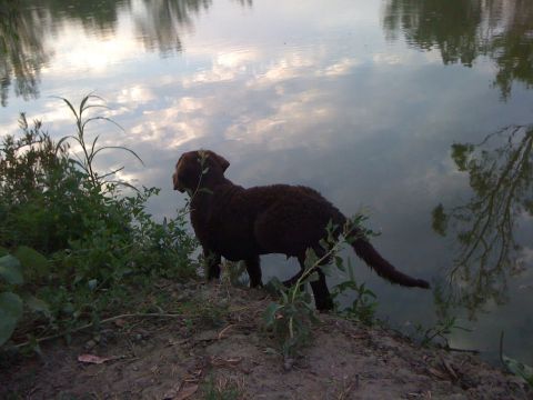 1968 Ford Mustang - A brown dog stands on the edge of a body of water, with reflections of trees and clouds in the water.