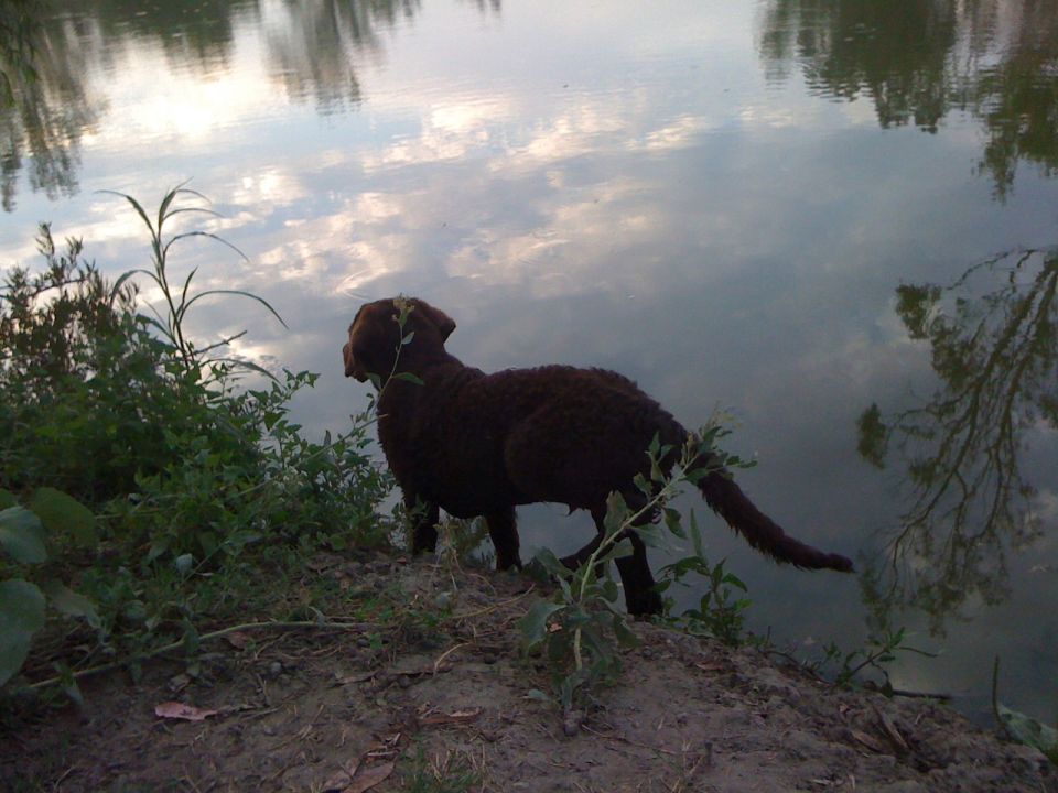 Brown dog stands on a dirt bank looking at the water