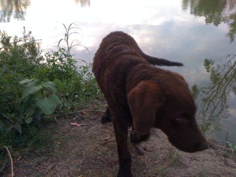 1968 Ford Mustang - A brown dog stands on the bank of a calm body of water, with reflections of trees in the water.