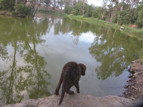 1968 Ford Mustang - A brown dog stands at the edge of a pond, observing the water and reflections.
