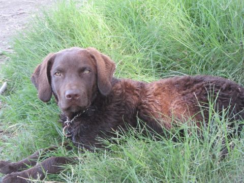 1968 Ford Mustang - A chocolate lab dog rests in the grass on a sunny day.
