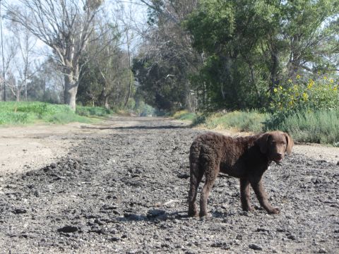 1968 Ford Mustang - A brown dog stands on a rough dirt road surrounded by trees and vegetation.