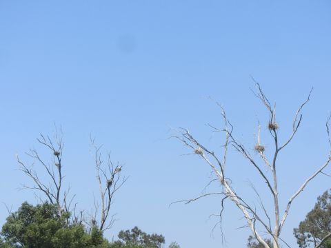 1968 Ford Mustang - Bird nests are visible in the branches of dead trees under a bright blue sky.