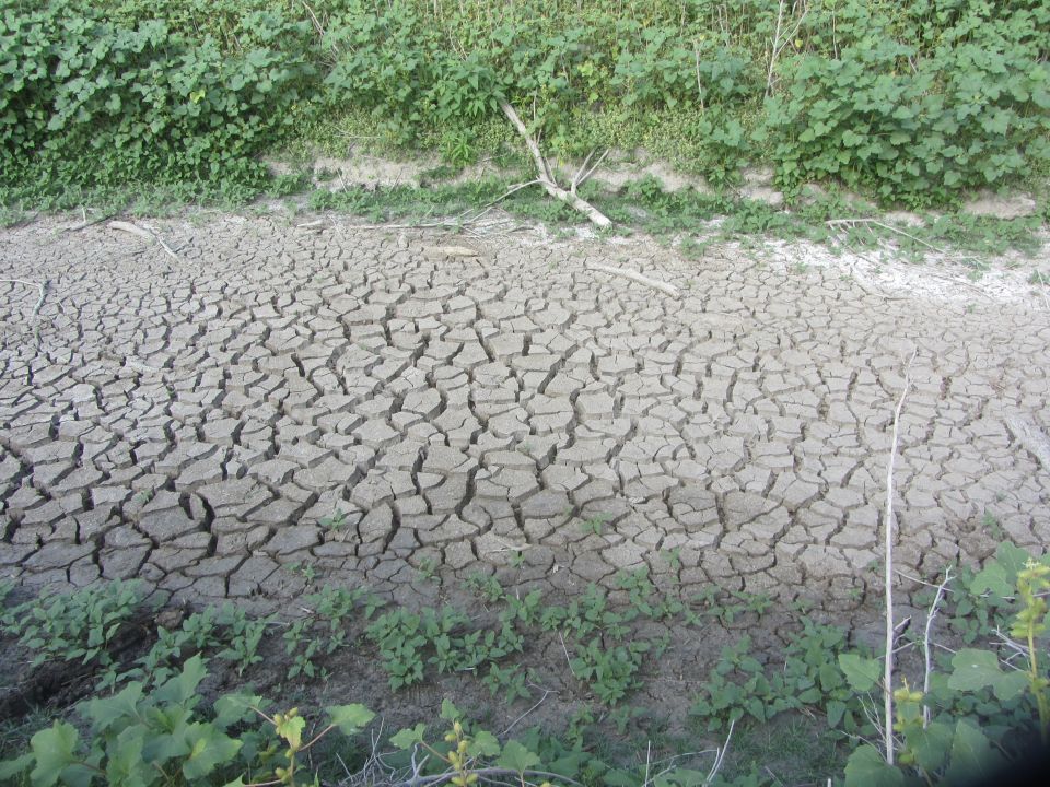 dry cracked earth with some green plants growing on the edges