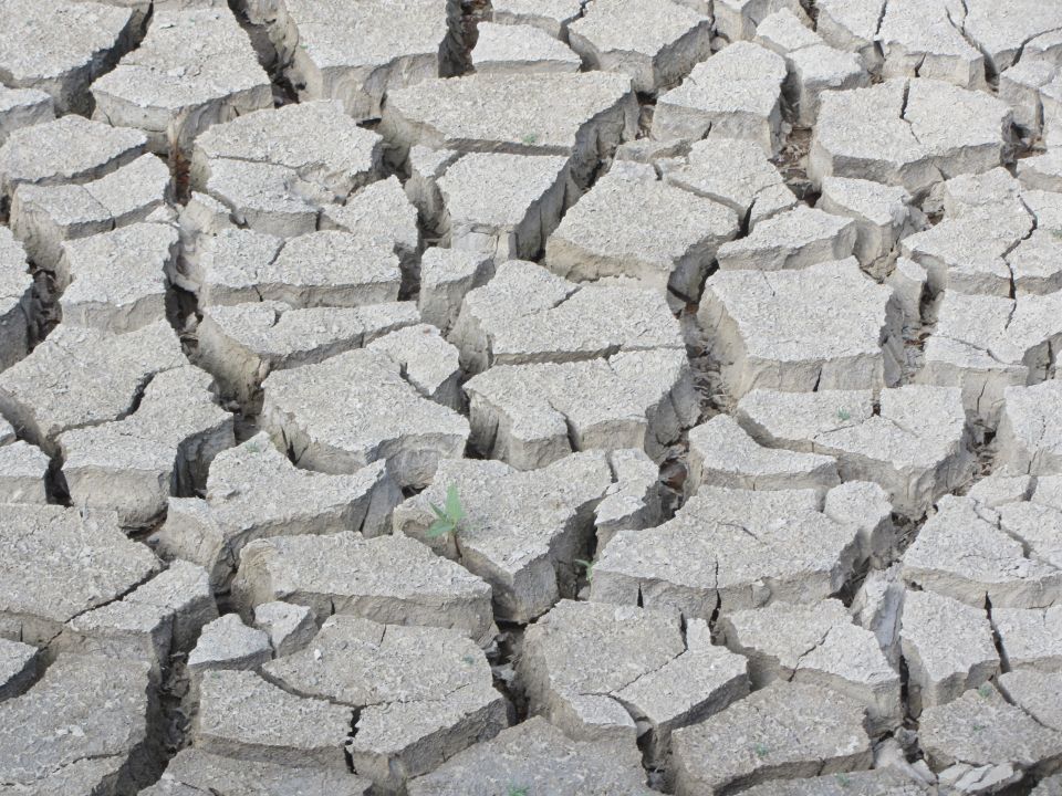 Cracked dry earth with small green shoots emerging