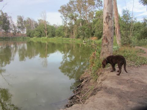 1968 Ford Mustang - A dog stands by a lake, with trees and their reflections visible in the water.