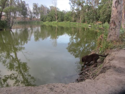 1968 Ford Mustang - A dog approaches the water's edge in a natural setting with trees reflected in the pond.