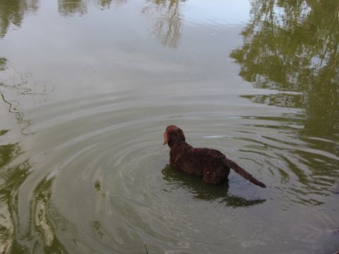 1968 Ford Mustang - A brown dog swims in a body of water, with reflections of trees visible on the surface.