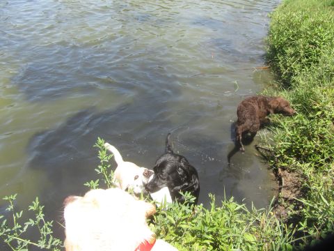 1968 Ford Mustang - Several dogs enjoy a sunny day playing in the water by a lush green bank.