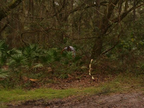 1991 Ford Bronco - A person in a light shirt bends down in dense palmetto scrub at the edge of a wooded trail, apparently rigging a recovery line to a tree; a…