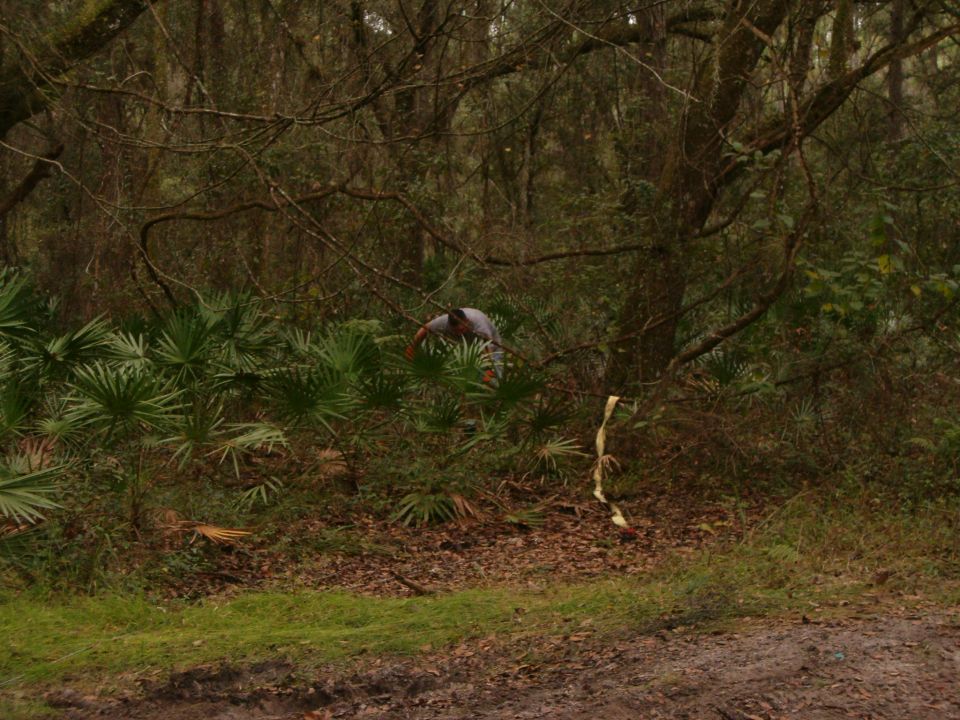 Person rigging a recovery strap to a tree in palmetto scrub beside a muddy woods trail