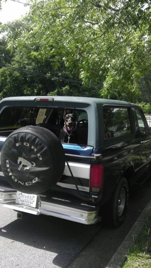 1994 Ford Bronco photo