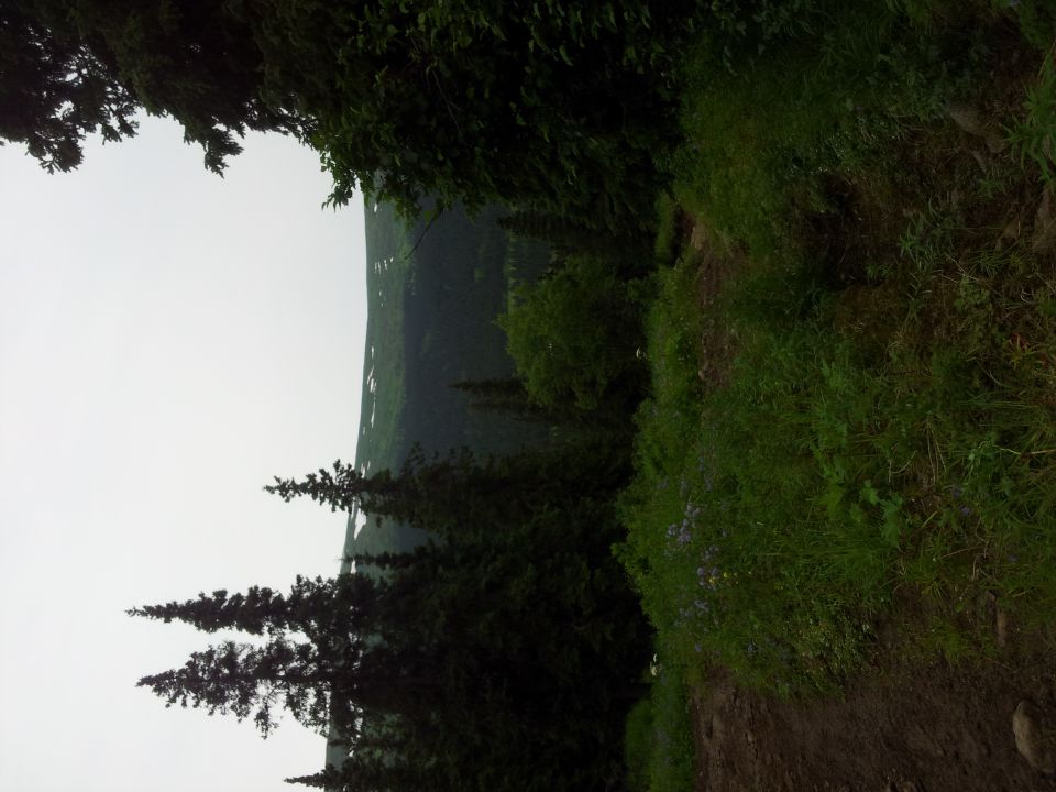 Overcast sky above a forested mountain slope with a grassy embankment in the foreground