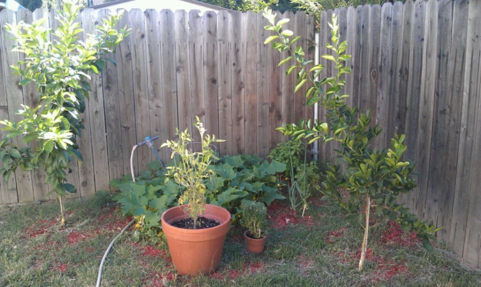 Backyard garden with potted plants, zucchini, and a wooden fence