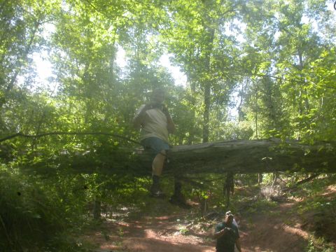 1990 Ford Bronco - A person rests on a fallen tree, with another person visible in the background, amidst a dense forest setting.