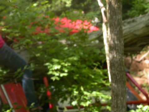 1990 Ford Bronco - A red vehicle part is partially visible through dense green foliage, with a tree trunk dominating the right side of the frame.