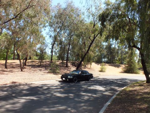 2003 Ford Crown Victoria - Black full-size sedan parked on a quiet road shaded by overhanging trees