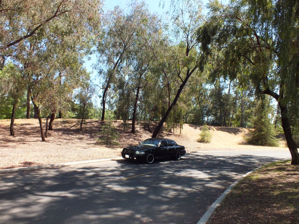 Black sedan on a curving road framed by drooping pepper trees and dry hillsides