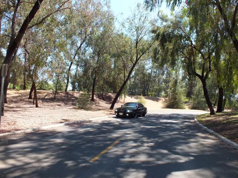 2003 Ford Crown Victoria - Black full-size sedan on a shaded curving road among pepper trees