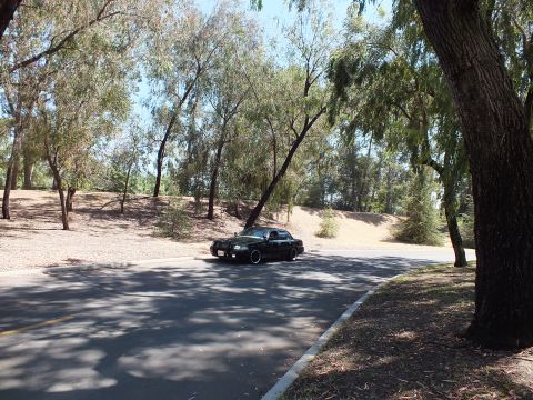 2003 Ford Crown Victoria - Black sedan stopped on a curving park road with a big tree trunk to the right