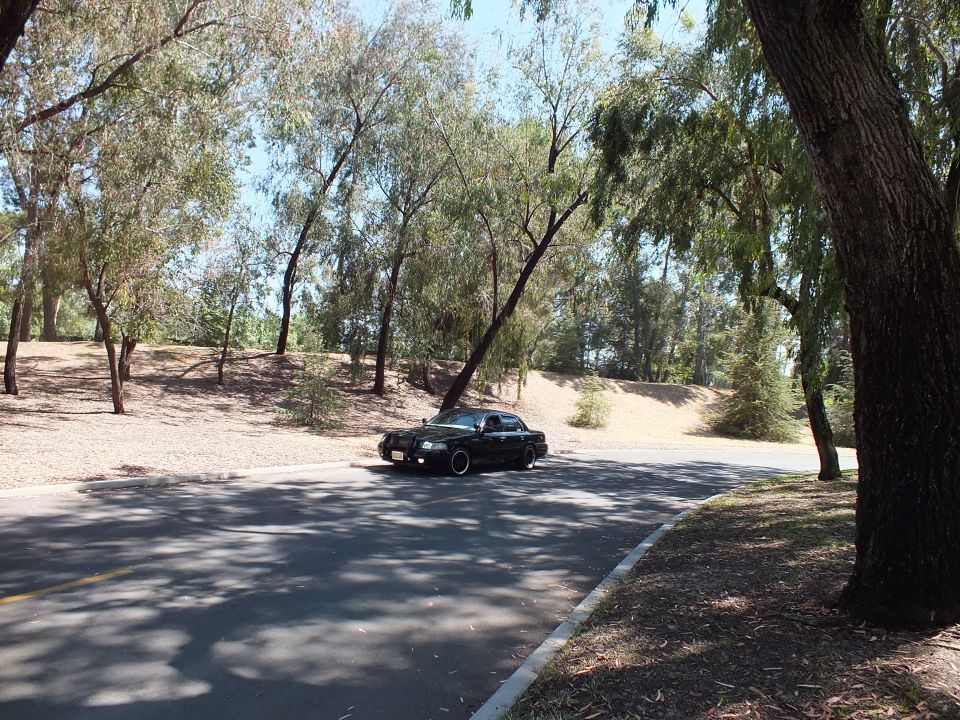 Black sedan parked on a shaded road beside a large pepper tree trunk