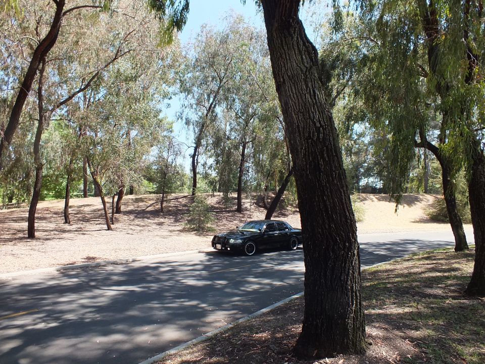 Black sedan on a tree-lined road viewed past a tall textured tree trunk