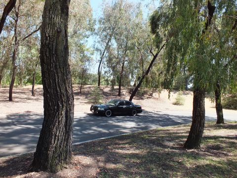 2003 Ford Crown Victoria - Side view of a black full-size sedan parked on a road between tree trunks